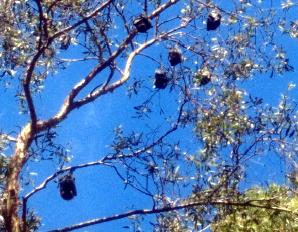 Raven St reserve bat colony Brisbane