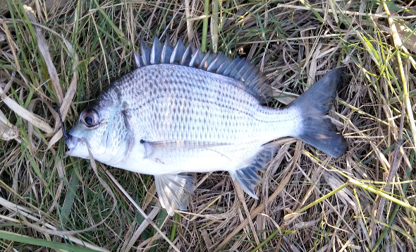 Bream caught and released