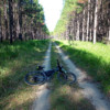 Beerburrum pine plantation