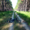 Beerburrum pine plantation