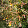 Curious blooms at Bunyaville