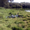 Boondall Wetlands Brisbane Creekside. Deep, wide, freeride