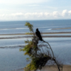 A couple of crows at Brighton near the Redcliffe bridge Crows at the beach