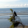 A couple of crows at Brighton near the Redcliffe bridge Crows at the beach