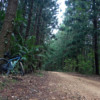Pine grove at D'Aguilar NP