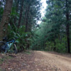 Pine grove at D'Aguilar NP