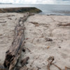 Driftwood at Brighton beach