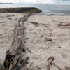 Driftwood at Brighton beach