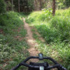 Western trail at the Enoggera Reservoir