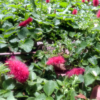 Carpet of green and raspberry red Like the best of Jim Henson