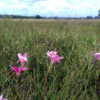 Wildflowers in a field near Mudjimba Field of blooms