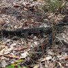 One of the larger Goannas at Bunyaville.
