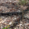 One of the larger Goannas at Bunyaville.