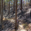Ironbark Gully after a burnoff