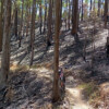 Ironbark Gully after a burnoff