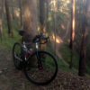 Ironbark Gully at Ferny Grove Brisbane Dappled