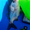 Kayak fishing at the mouth of the Pine River. A light handline is all you need.