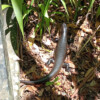 Lizard in the Lamington National Park in the Gold Coast hinterland.