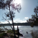 Morning high tide on Russell Island