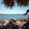 Near Scarborough Harbour on the Redcliffe Peninsula