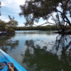 In the mangroves at Nundah Creek