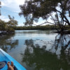 In the mangroves at Nundah Creek