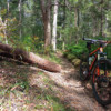 Rainforest trails at Parklands on the Sunshine Coast.