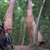 Rainforest trails at Parklands on the Sunshine Coast.