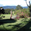 Samford blooms in the afternoon Rambling