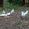 Sulphur Crested Cockatoos in Brisbane suburbia