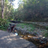 Cedar Creek Bellbird Grove