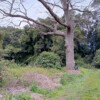 Bikepacking D'Aguilar National Park. <a target="_blank" href="https://velo.moda/bikepacking-augies-loop-and-light-line-road/" rel="noopener">More</a>.